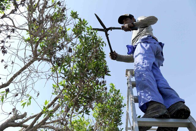 ۹۰ درصد ضایعات هرس درختان و گیاهان شهر بوشهر هدر می‌رود