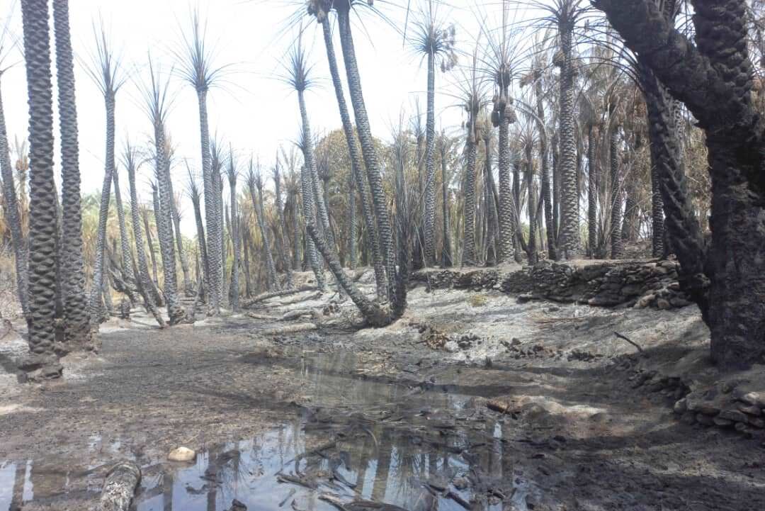 ۷۵٨ اصله درخت انبه، خرما و مرکبات روستای هیچان نیکشهر دچار حریق شد