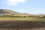 خشکسالی حدود سه هزار هکتار گندمزار خراسان شمالی را غیرقابل برداشت کرد 