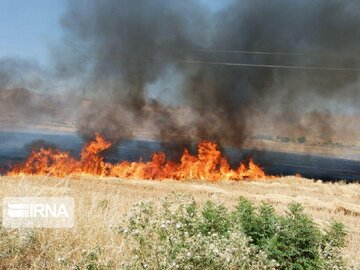 آتش سوزی گسترده در مزارع گندم "شورین" همدان مهار شد