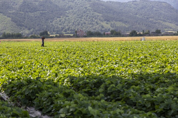 خرد شدن اراضی کشاورزی گلستان، تهدیدی برای امنیت غذایی 3