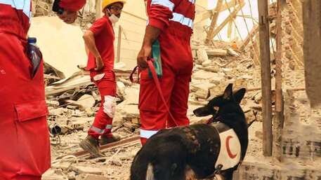 کدام سگها در متروپل جانها را نجات دادند؟