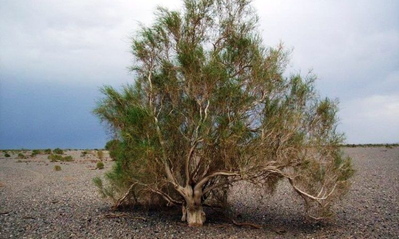 ۴۰۰۰ هکتار از تاغزارهای استان سمنان درگیر آفت سفیدک است ۴۰۰۰ هکتار از تاغزارهای استان سمنان درگیر آفت سفیدک است