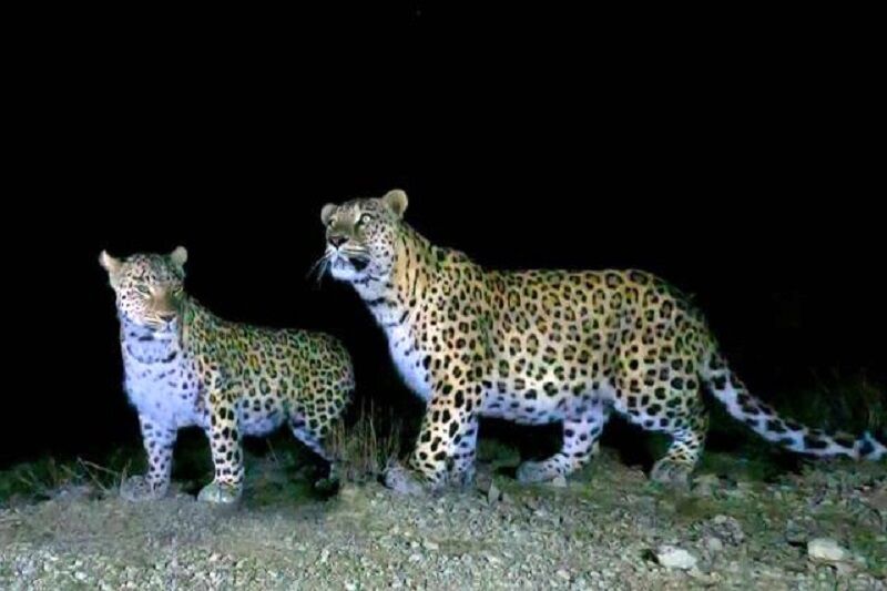 ۲ قلاده پلنگ ایرانی در شهرستان کوثر مشاهده شد ۲ قلاده پلنگ ایرانی در شهرستان کوثر مشاهده شد