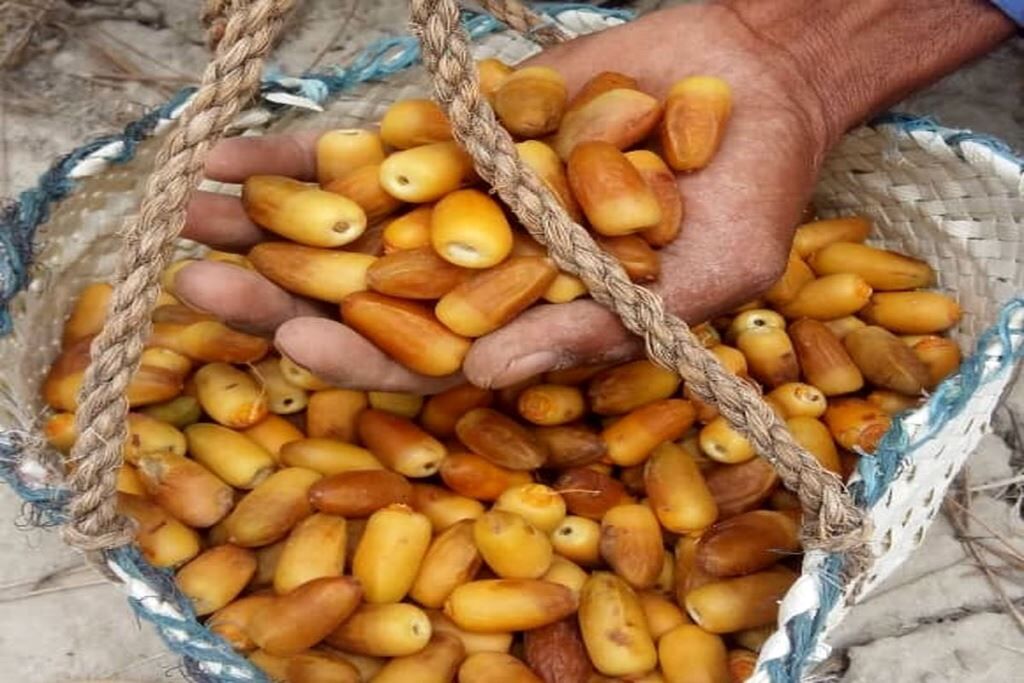 برداشت رطب نوبرانه آل مهتری از نخلستان های هرمزگان آغاز شد برداشت رطب نوبرانه آل مهتری از نخلستان های هرمزگان آغاز شد