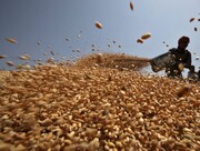 درخواست کشورها برای تامین ۱.۵ میلیون تُن گندم از هند 