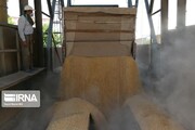 خرید گندم در تربت جام ۵۰ درصد افزایش یافت 