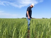 کاهش برداشت گندم در آمریکا پس از زمستانی خشک و بهاری بارانی