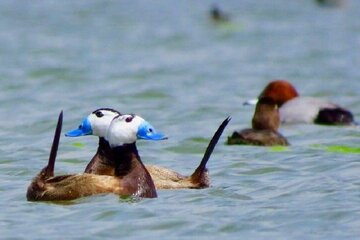 جوجه‌آوری پرنده در حال انقراض اردک سرسفید در تالاب «کانی برازان» مهاباد