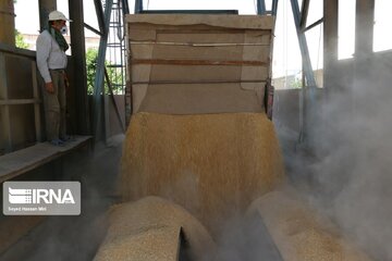 رشد ۶۰ درصدی خرید گندم محصول اعتماد نیم میلیون کشاورز به دولت سیزدهم است