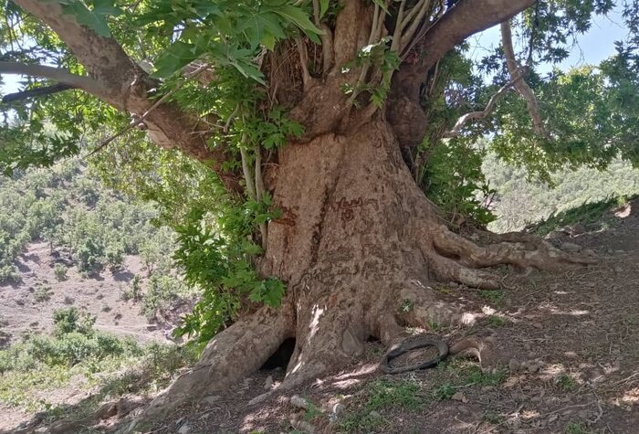 اثر طبیعی با قدمت بیش از ۱۰۰ سال در سردشت شناسایی شد