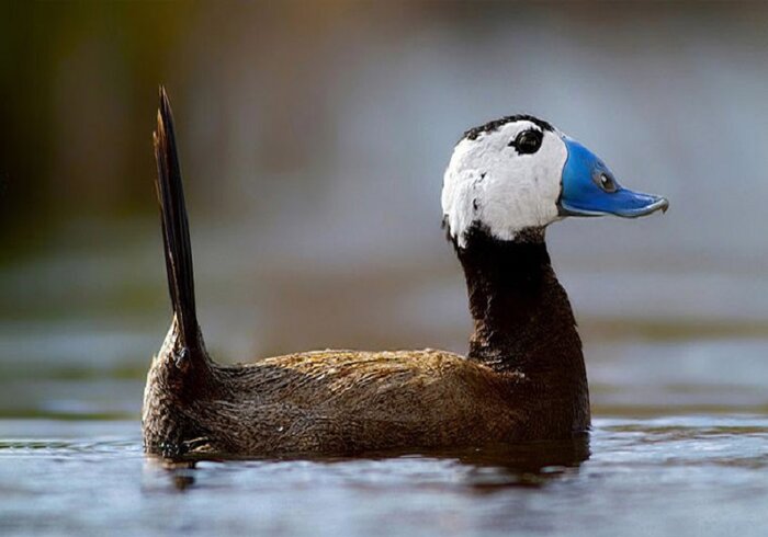 جوجهآوری پرنده در حال انقراض اردک سرسفید در تالاب «کانی برازان» مهاباد