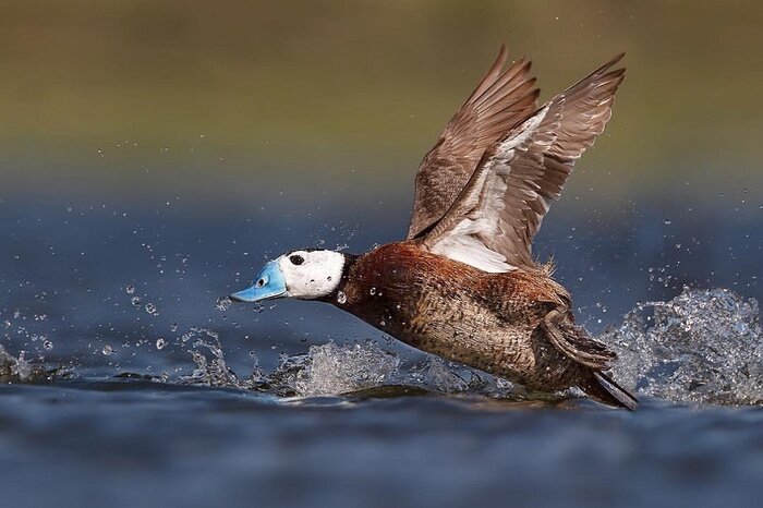 جوجهآوری پرنده در حال انقراض اردک سرسفید در تالاب «کانی برازان» مهاباد