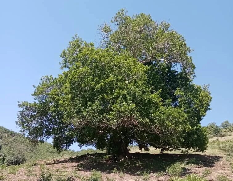 اثر طبیعی با قدمت بیش از ۱۰۰ سال در سردشت شناسایی شد