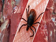 افراد درگیر با گوشت خام در معرض ابتلا به تب کریمه کنگو هستند