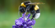 تولید زنبورهای مخملی سازگار با شرایط اقلیمی ایران/ امروز حمایت نشویم سال بعد واردکننده می‌شویم + عکس و فیلم 