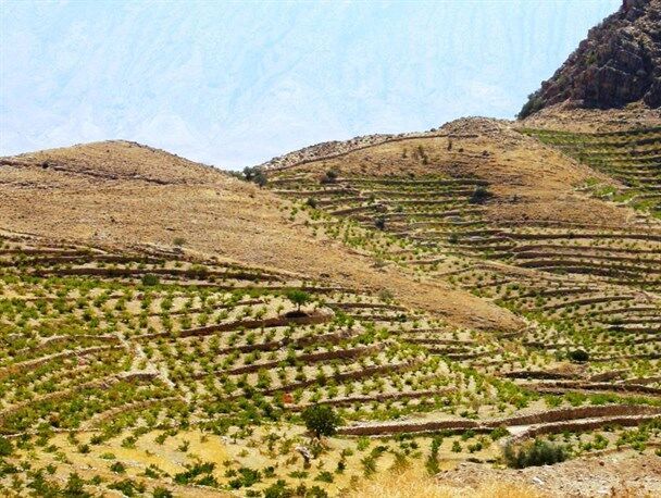 ۸۰۰ هکتار باغ دیم در کهگیلویه و بویراحمد احداث می شود