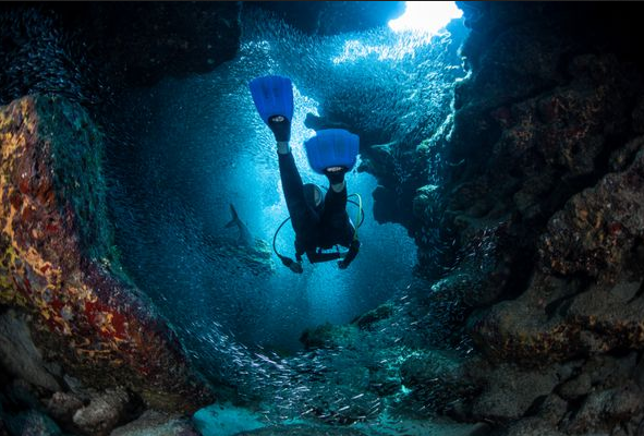 احیای مرجان های کیش با ایجاد زیستگاه های مصنوعی