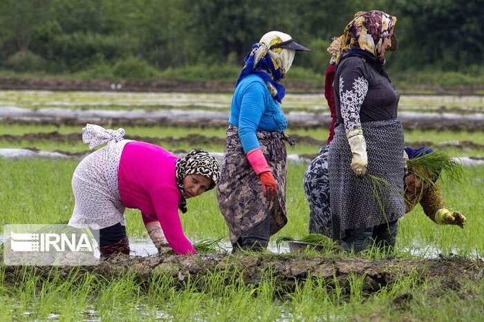 سبقت تب شالیزار از کرونا در مازندران 2