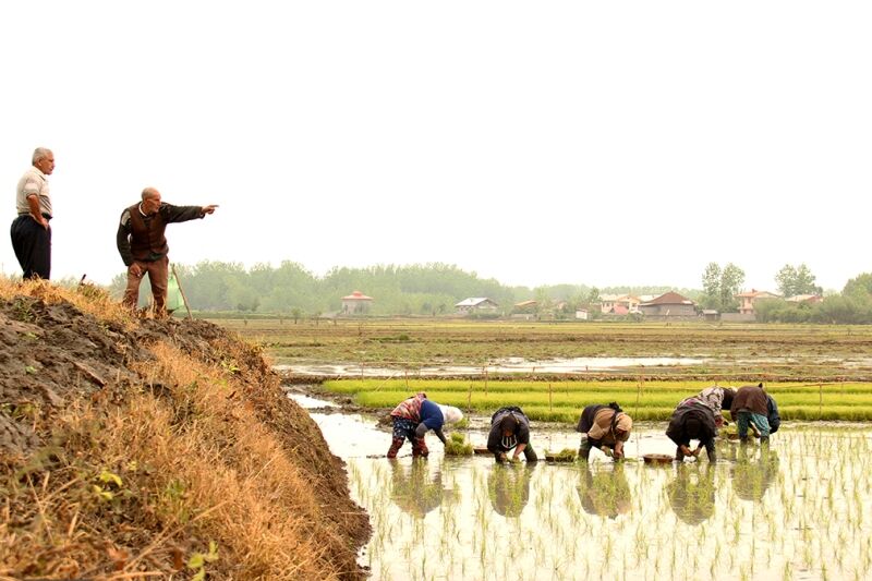 سبقت تب شالیزار از کرونا در مازندران