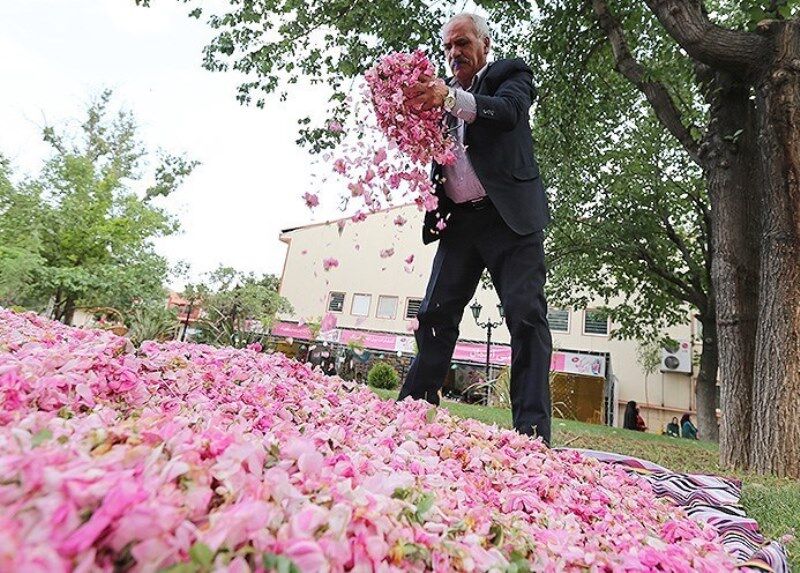 جشنواره گل محمدی استان یزد برگزار شد