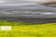 Beautiful rapeseed fields in NW Iran