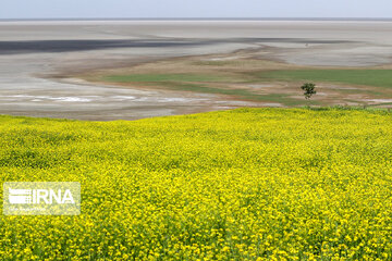 Urmia Lake