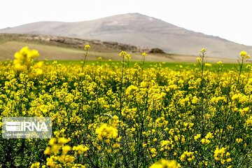 Urmia Lake