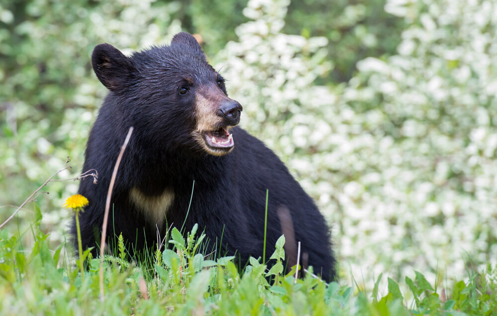 یک قلاده خرس سیاه آسیایی در نیکشهر دیده شد
