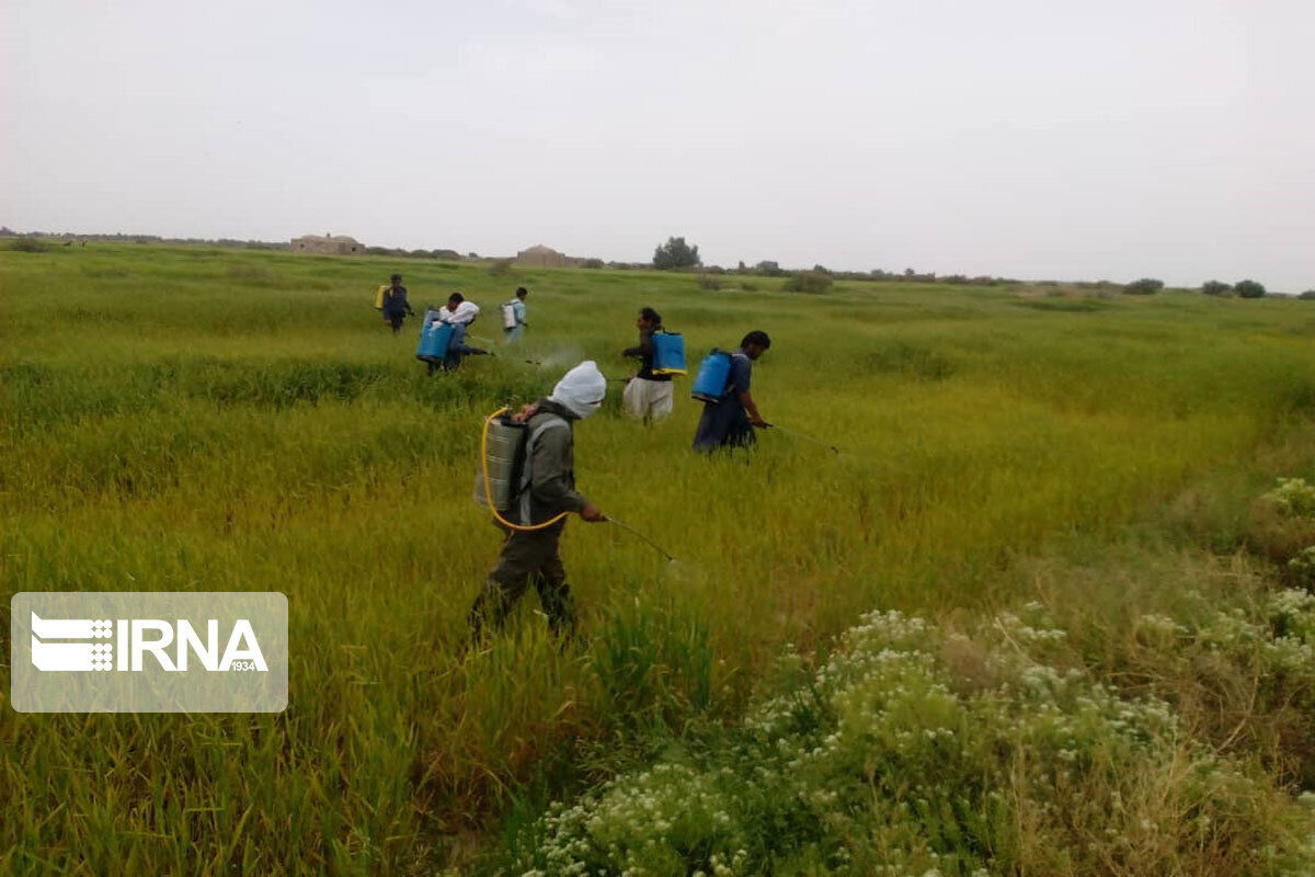 مبارزه با آفت در بیش از ۹۰ هزار هکتار مزارع گندم آذربایجان غربی انجام شد