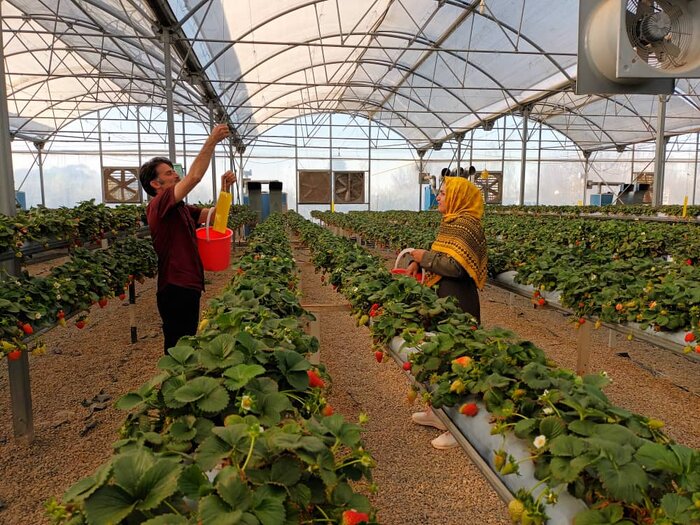 تولید شهرکهای کشاورزی کرمانشاه امسال سه هزار و ۱۰۰ تن افزایش خواهد یافت