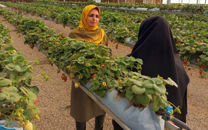 توسعه گلخانه‌ها گامی بلند برای رشد بهره‌وری و اشتغال در آذربایجان‌غربی