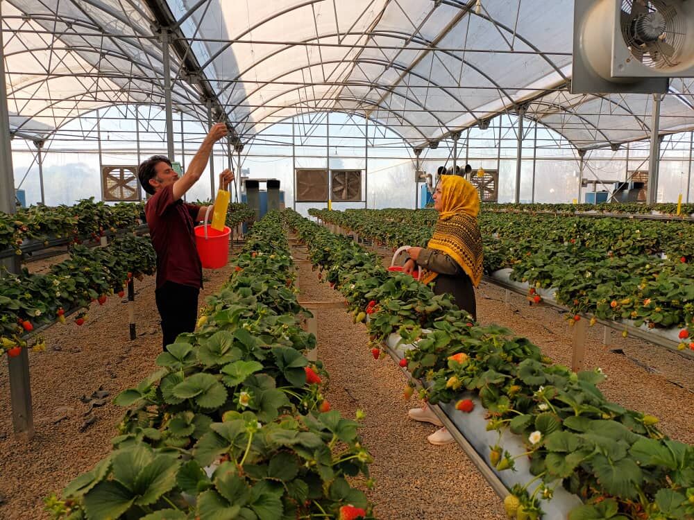 دو طرح دانش بنیان و اشتغالآفرین در دانشگاه جهرم کلید خورد دو طرح دانش بنیان و اشتغالآفرین در دانشگاه جهرم کلید خورد