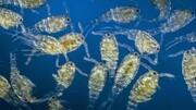 اهمیت فیتوپلانگتون‌ها در حفظ زنجیره زیستی محیط‌های آبی