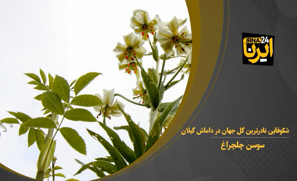 گل نادر سوسن چلچراغ