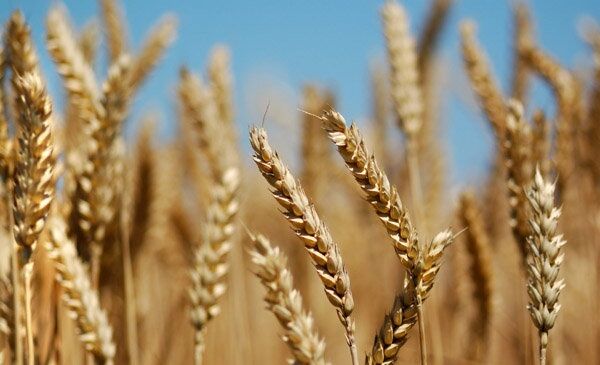 خشکسالی حدود ۳۰ میلیارد تومان به محصولات کشاورزی شهرستان ملایر خسارت زد خشکسالی حدود ۳۰ میلیارد تومان به محصولات کشاورزی شهرستان ملایر خسارت زد