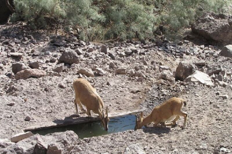 آب تانکرهای غیرمجاز به پارک ملی کلاه قاضی اصفهان اختصاص مییابد آب تانکرهای غیرمجاز به پارک ملی کلاه قاضی اصفهان اختصاص مییابد