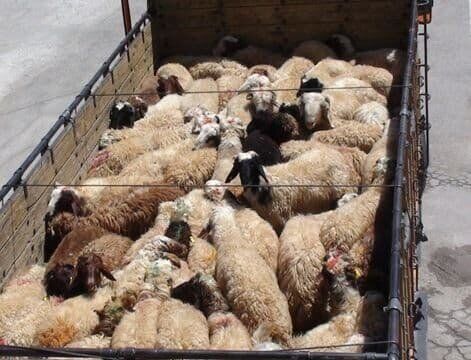 ۱۸۰ رأس دام قاچاق در خُنج فارس کشف شد ۱۸۰ رأس دام قاچاق در خُنج فارس کشف شد