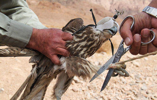 قاچاق حیوانات به کشورهای همسایه خسارت سنگینی بر تنوع زیستی کشور است