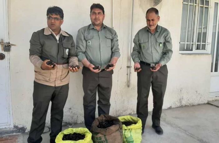 ترافل و تیشهها؛ روایتی از غارت میراث ۵۰ میلیون ساله