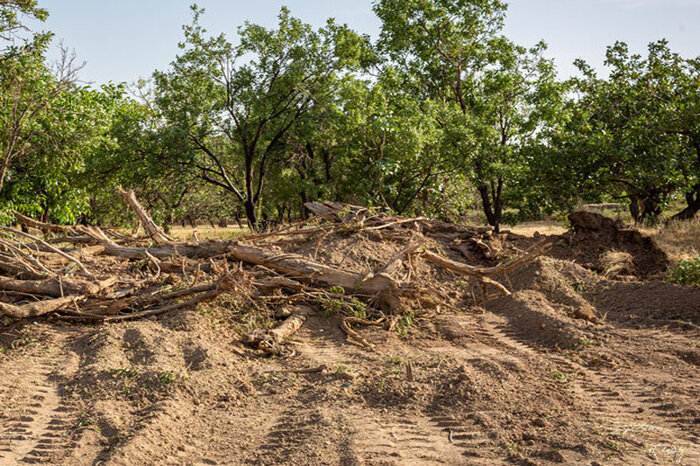 نگاه دوگانه به حفظ باغستان سنتی یا توسعه شهری قزوین