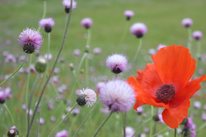 طبیعتدوستان خلخال نگران شقایقها هستند