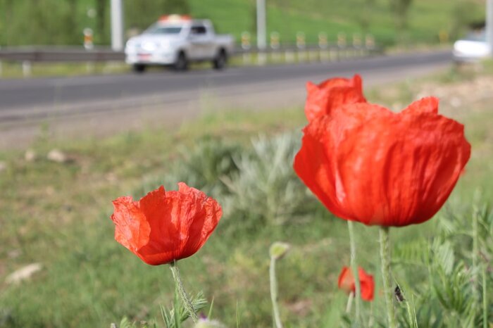 طبیعت‌دوستان خلخال نگران شقایق‌ها هستند