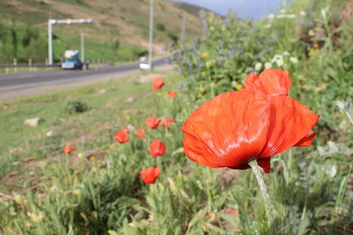 طبیعتدوستان خلخال نگران شقایقها هستند