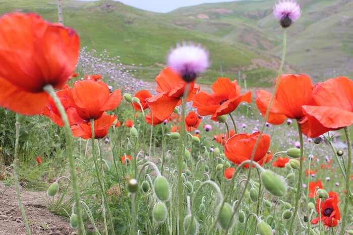 طبیعت‌دوستان خلخال نگران شقایق‌ها هستند