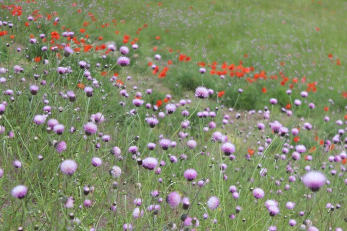 طبیعتدوستان خلخال نگران شقایقها هستند