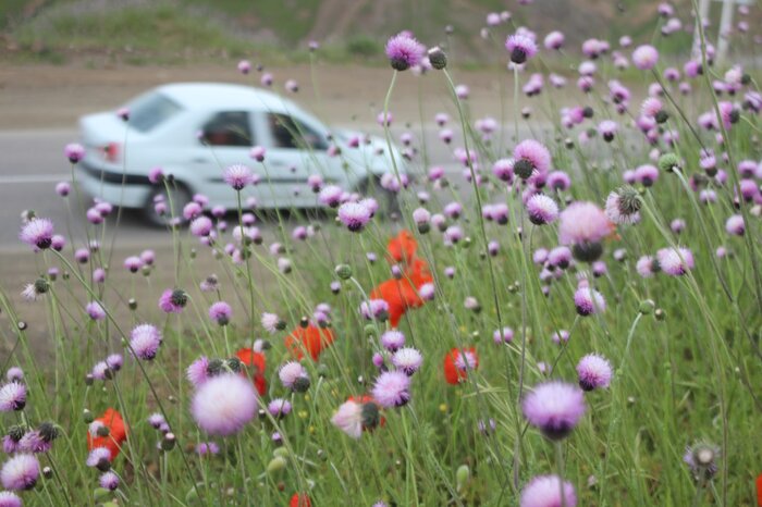 طبیعتدوستان خلخال نگران شقایقها هستند