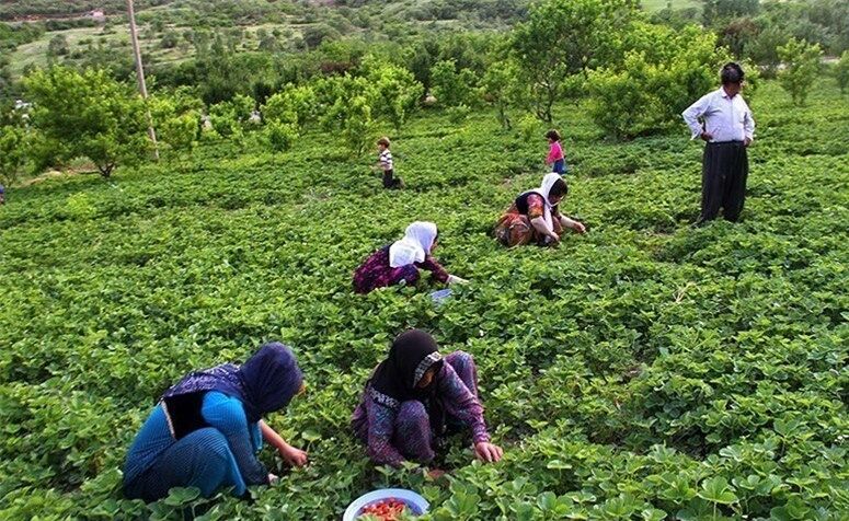 بیش از ۸ هزار نفر در سردشت زیر پوشش بیمه روستایی قرار دارند