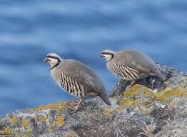 کبک‌های نر با صدای کبک ماده در دام شکارچیان متخلف می‌افتند 