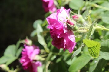 روزانه ۳ تن گل برای تولید گلاب در فیروزکوه برداشت می‌شود 